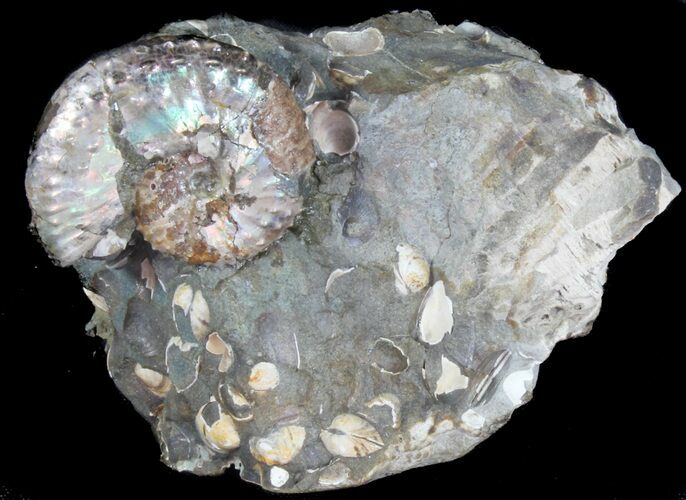 Iridescent Discoscaphites Ammonite - South Dakota #38970